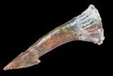 Cretaceous Giant Sawfish (Onchopristis) Rostral Barb #72714-1